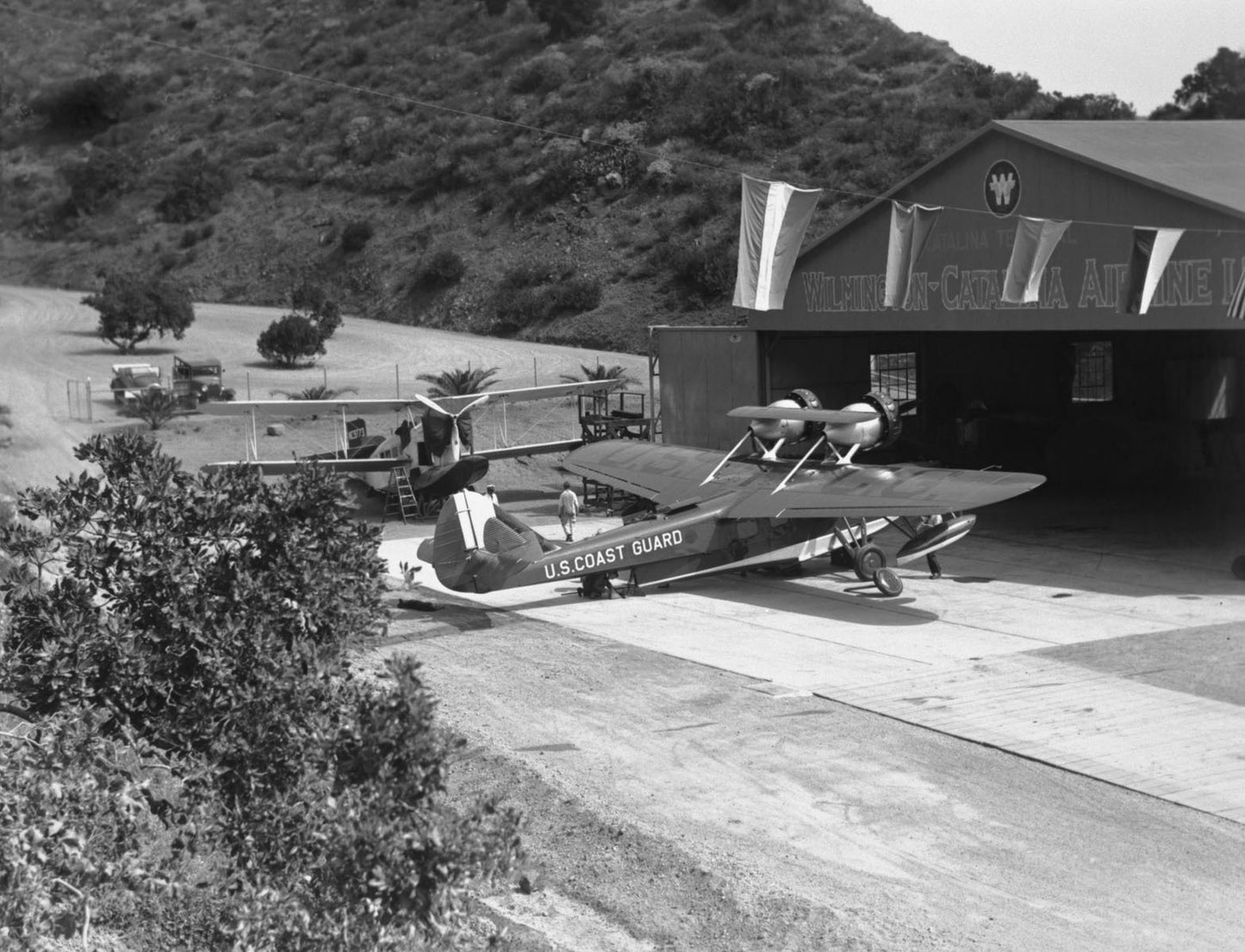 Dolphin at Catalina Airport BI2138